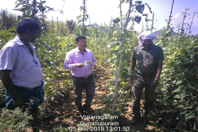 SMS Horticulture visited the bean  field  at Gunanupuram of Komarada along with H.O. on 05.11.18