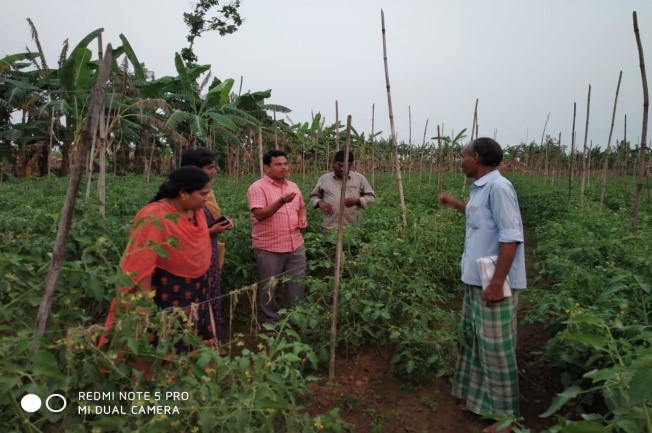 SMS Horticulture visited the Tomato field  at Kallikota of Komarada mandal along with A.O on 08.11.18