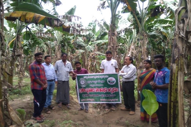 SMS Horticulture visited the Banana field  at along with Associate Dean of Naira  college at Gowrampeta